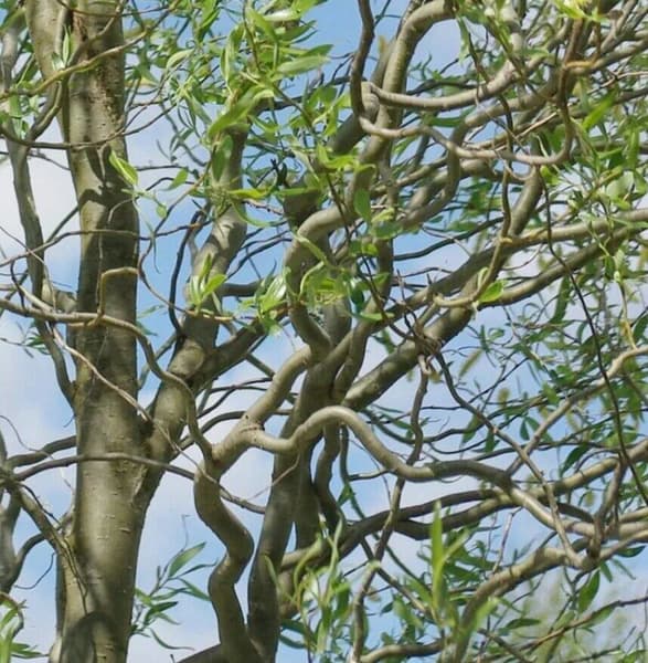 Ива Уральская Извилистая