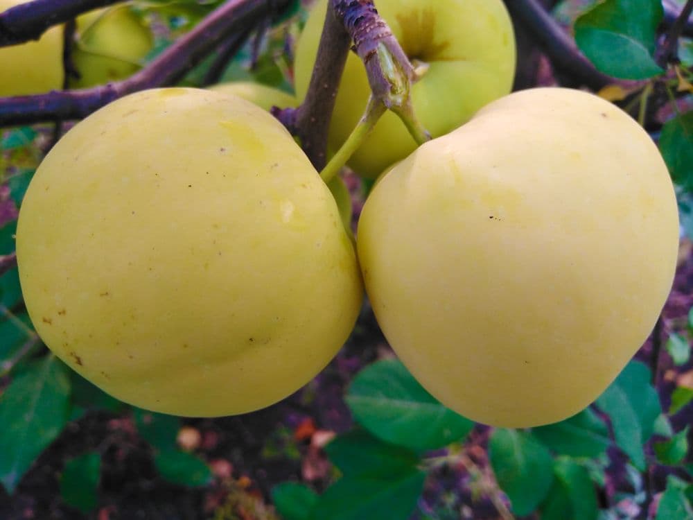 Яблоня Папироянтарное