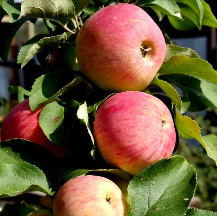 Яблоня Персиянка