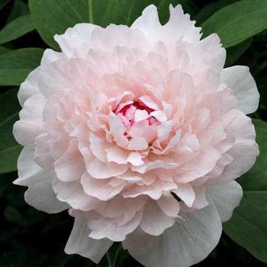 Пион Ширли Темпл