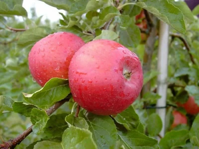 Яблоня Вишневая
